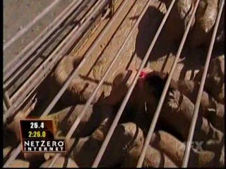 Fear Factor Pig Pen Race