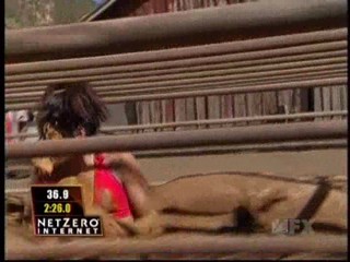 Fear Factor Pig Pen Race