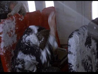 Where the Buffalo Roam