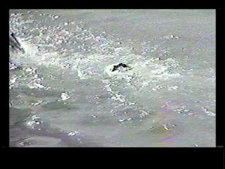 The Story of Vernon of Irene Castle, Two Knights from Brooklyn,  Jungle movie,  Three Little Girls in Blue,