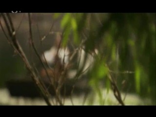 SnÄ›Å¾nÃ½ drak