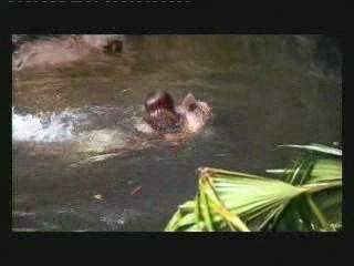 I'm a Celebrity - get me Outta Here (UK version)