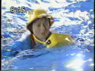 Japanese TV gameshow