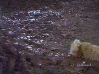 Support Your Local Sheriff