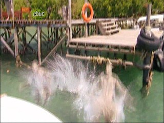 The Really Wild Show