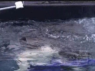 Make Me a Supermodel