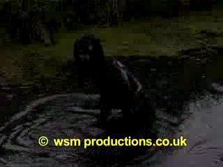 Dee In The Duck Pond