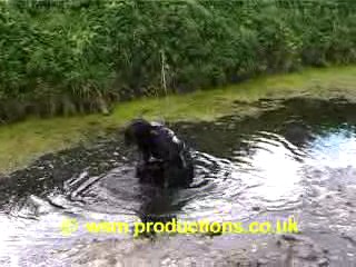 Dee In The Duck Pond