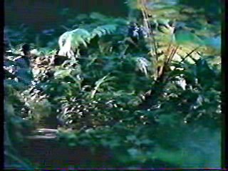 The Monitors,  Swamp Buggy Queen Dunking