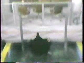 Anything For Money,  SCTV,   Swamp Buggy Beauty Queen Dunks (2),  The 3 Stooges