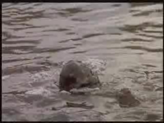 Creepshow 2 - clip#2